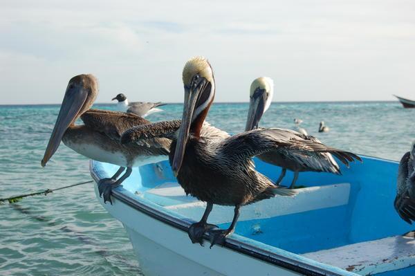 Hanging with the Pelicans...