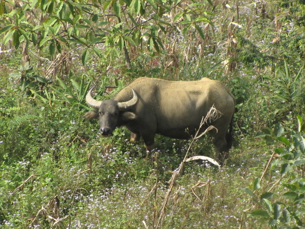 water buffalo on the trail
