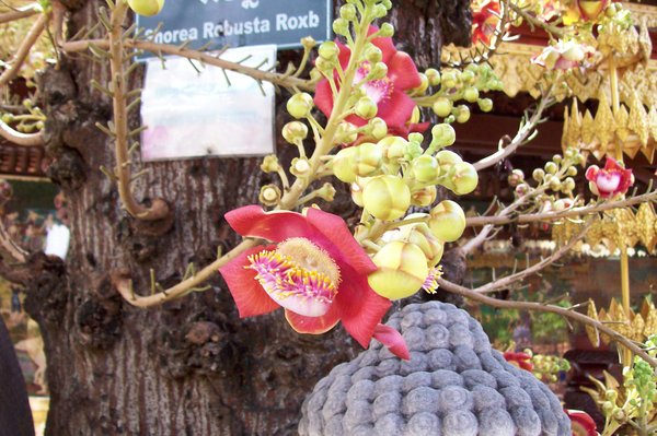 very unusual tree, has magnificent flower, name, dhorea robusta roxb