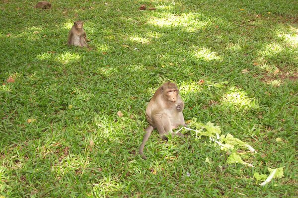 monkeys roam freely through palace and temple grounds