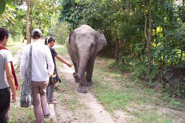 Lucky the elephant is free to explore, but likes to stop for a visit