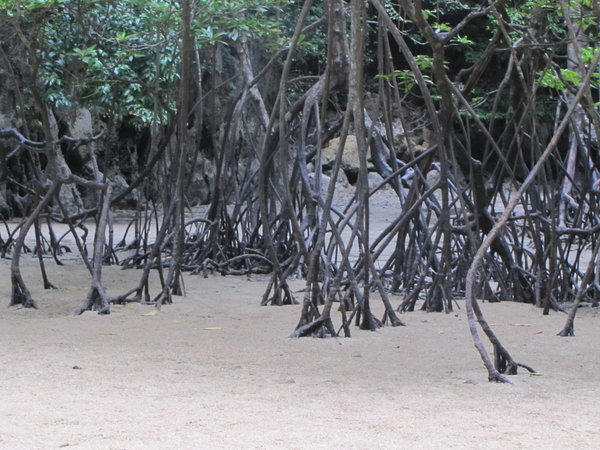 mangrove swamp inside a cave