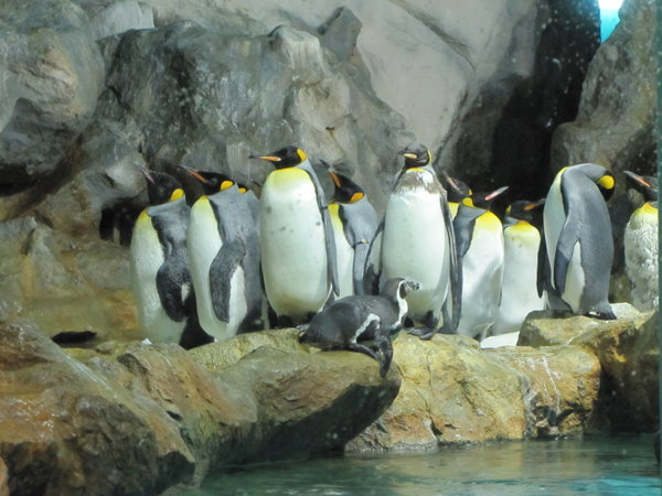 penguins at Jurong Bird park
