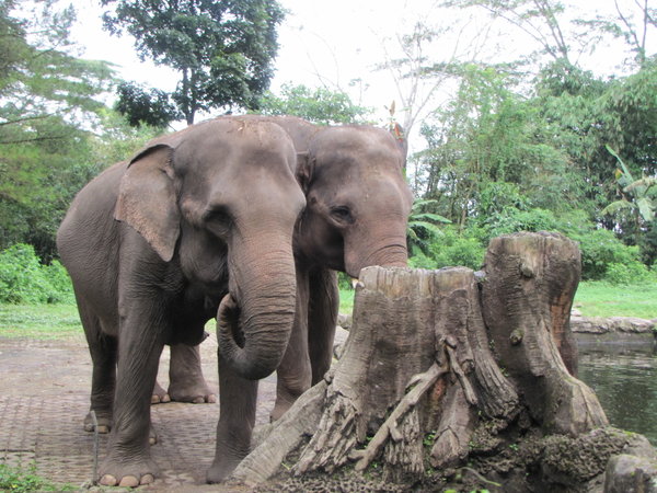 Elephants in Jakarta zoo