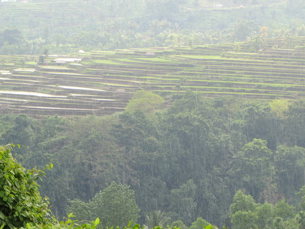 making use of all available land, terraced crops