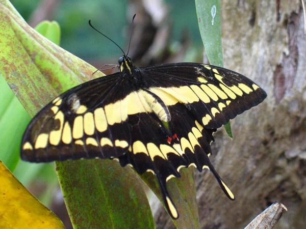 Butterflies at La Paz