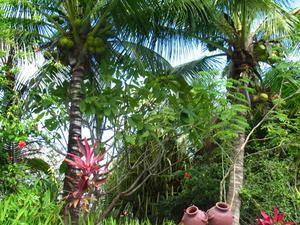 Palms in Montezuma
