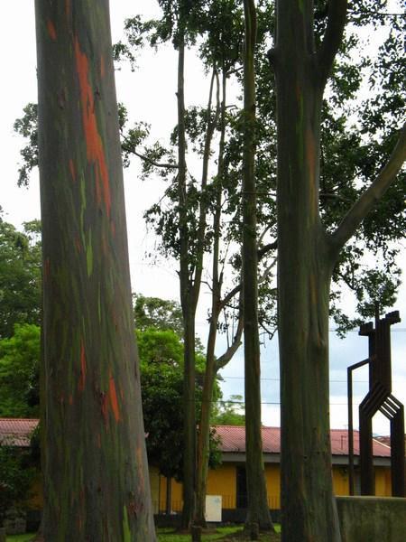 Trees in La Sabana