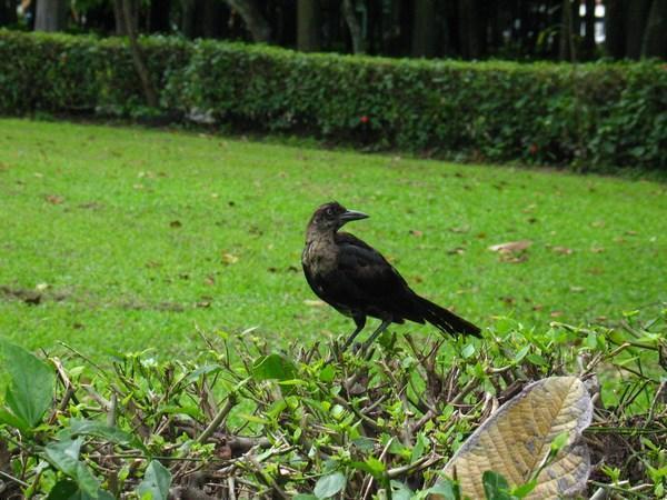 Bird in the Park