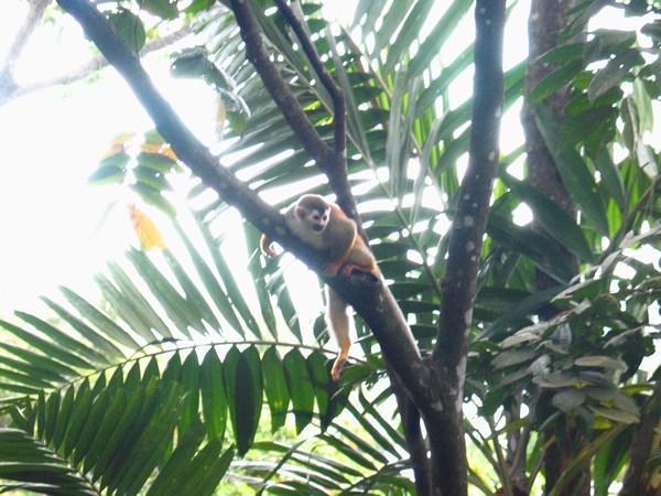 Squirrel Monkey 