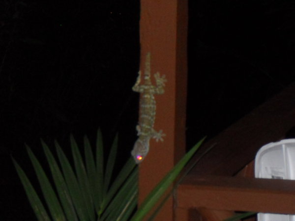 One of the many other visitors to Koh Samui 