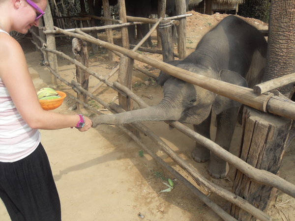 Feeding the baby Elephant