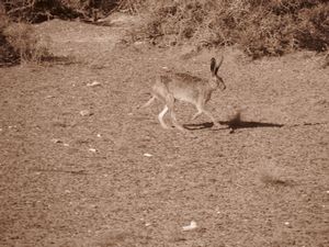 Patagonia hare