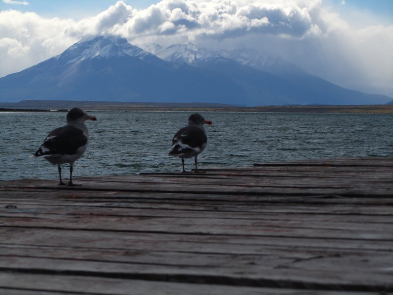 Gulls on the pier