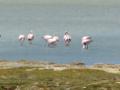 ...And Flamingos