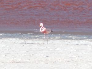 Solo Flamingo