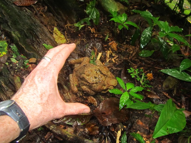Enormous Toad