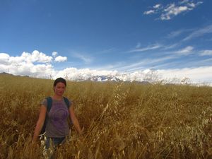 Sarah in maize fields