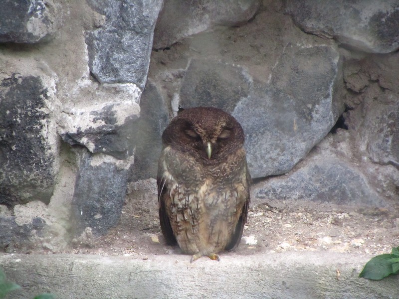 Owl. Deep in thought!