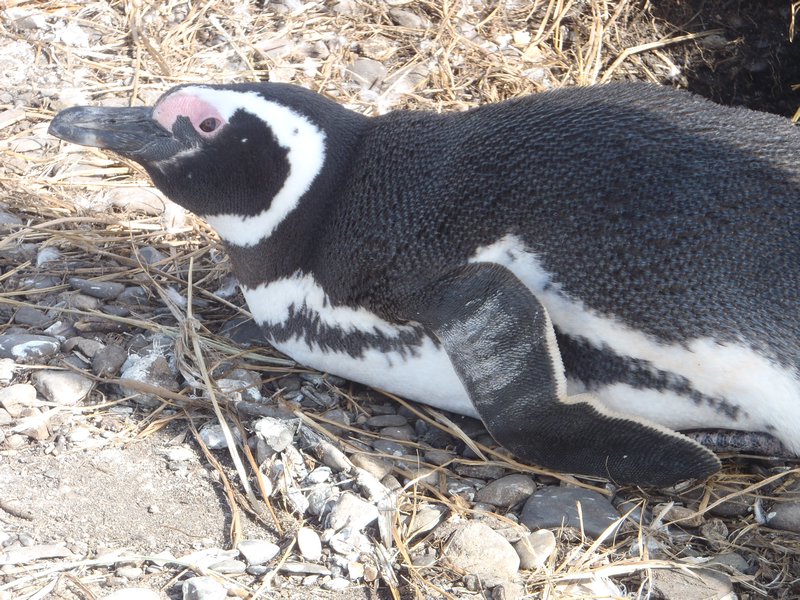 Penguin colony trip