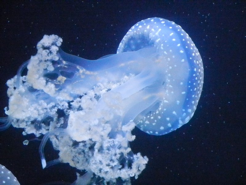Jellyfish taken at Maritime Museum, Goteborg