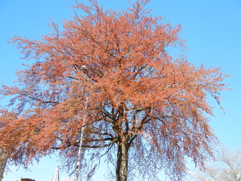 The colour of this tree was incredible against the blue sky