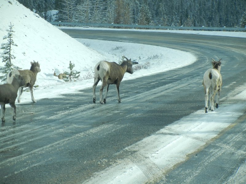 Wild sheep blocking our only way home...move on, move on!!!