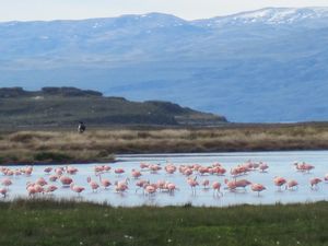 Flamingos in Patagonia