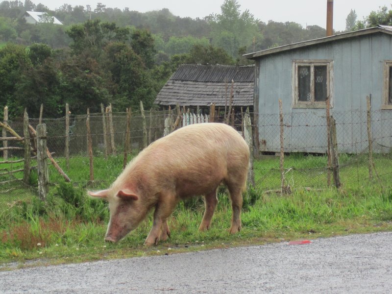 Pig on the road