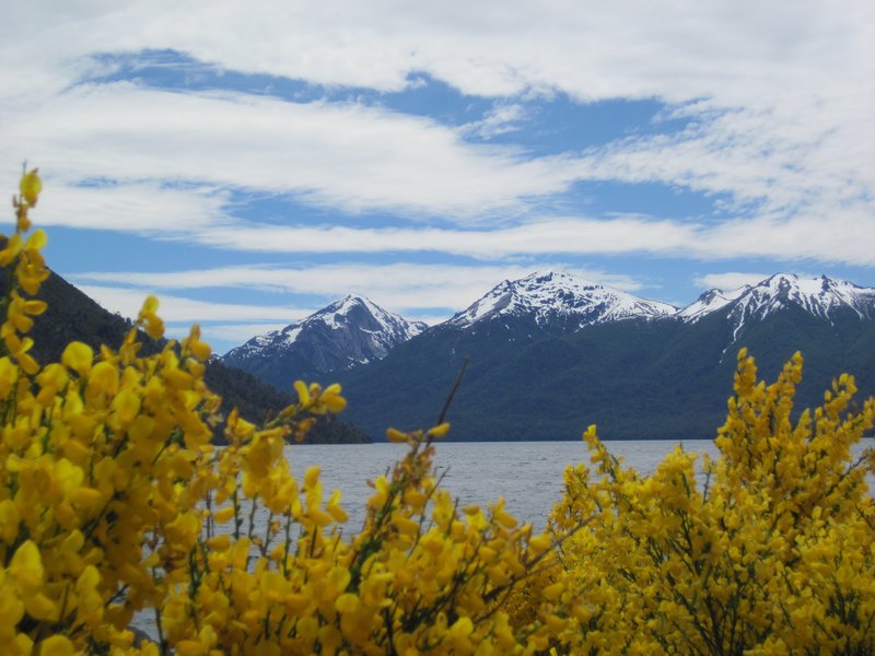 Yellow Flowers, Andean Peaks, and Beautiful Lakes
