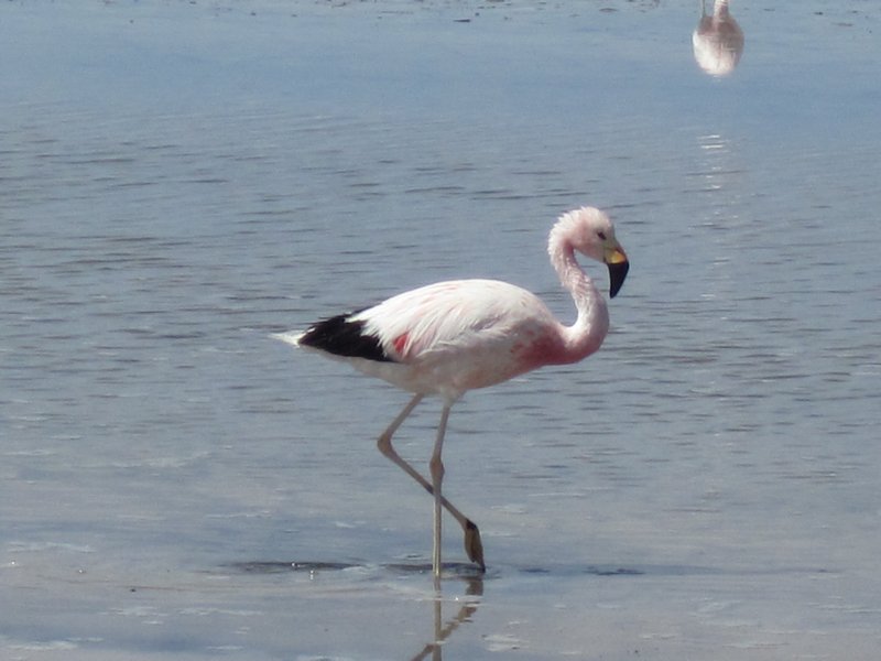 Raven-Looking Flamingo