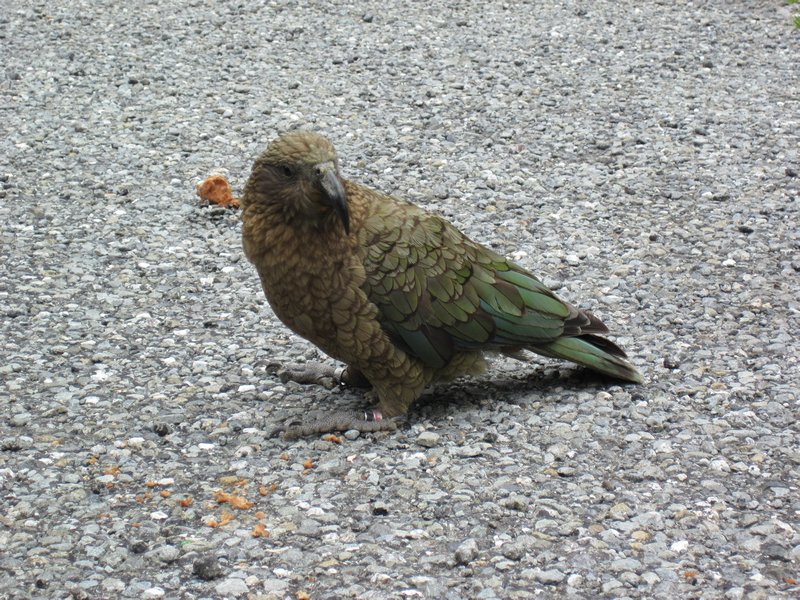 New Zealand Kea