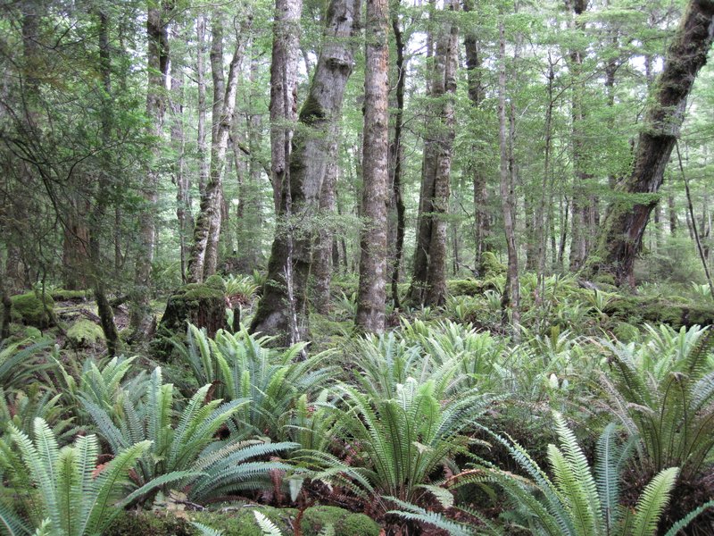 Fern Forest