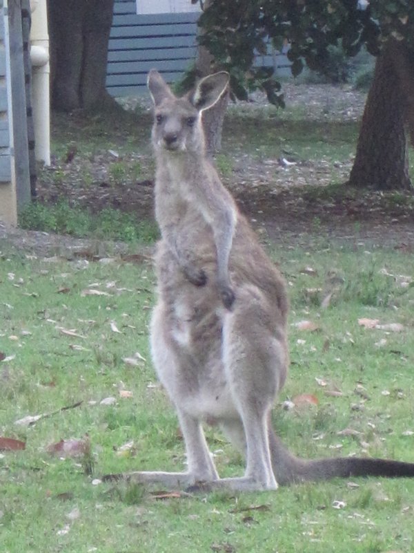Backyard Kangaroos