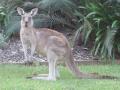 Stunned Kangaroo