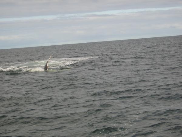 Waving Whale