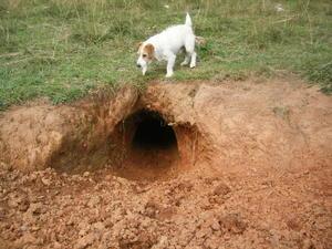 Wombat hole