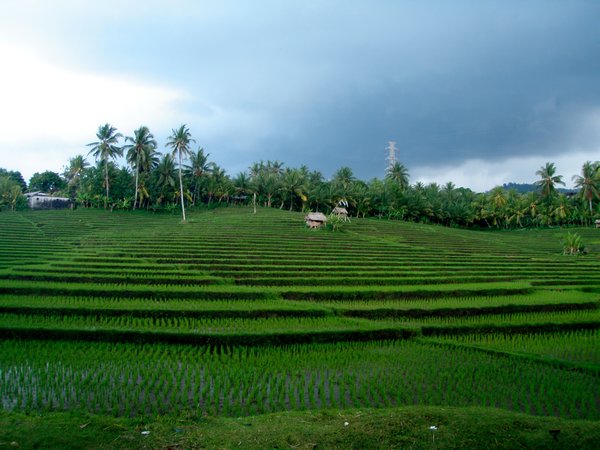 Rice Fields on West Coast