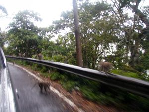 Monkey on the roadside