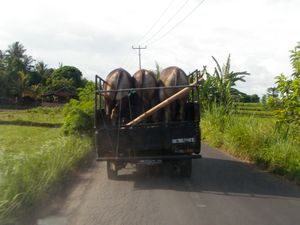 Balinese Buffalo