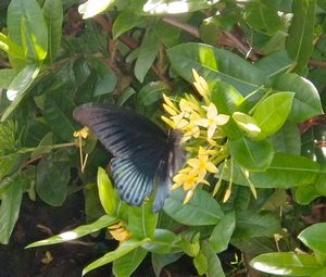 Butterfly - breakfast at Taman Drakila in Ubud