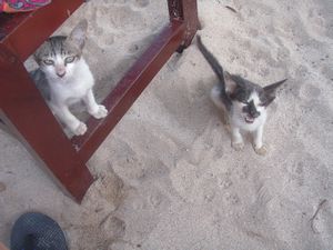 Crazy Kitties at Gerger Beach