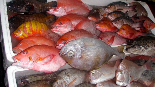 Fresh Fish at JImbaran Fish Market