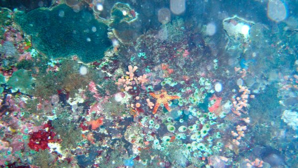 Live coral at Manta wall
