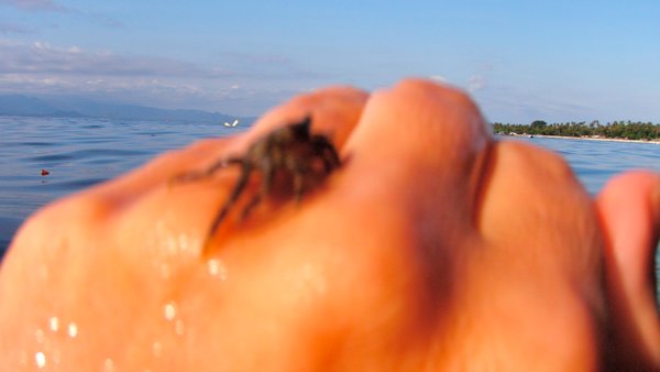 Tiny crab that hitched a ride at Manta wall