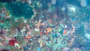 Live coral at Manta wall