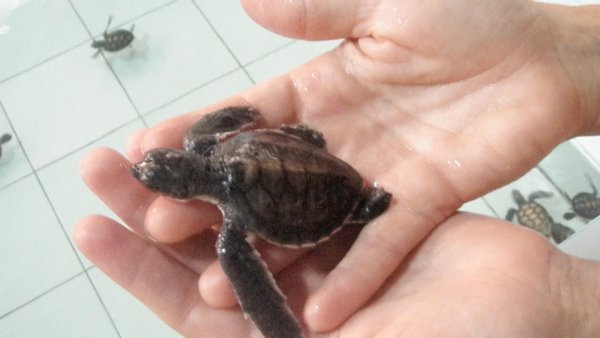 3 week old sea turtle