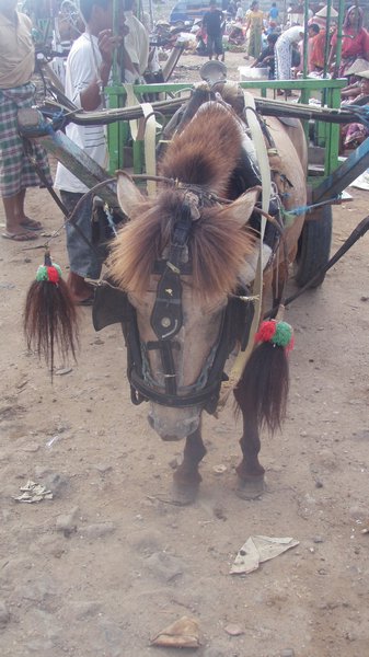Sumbawa horse
