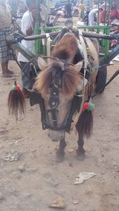Sumbawa horse