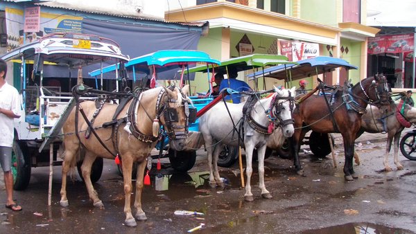 Sumbawa Horses